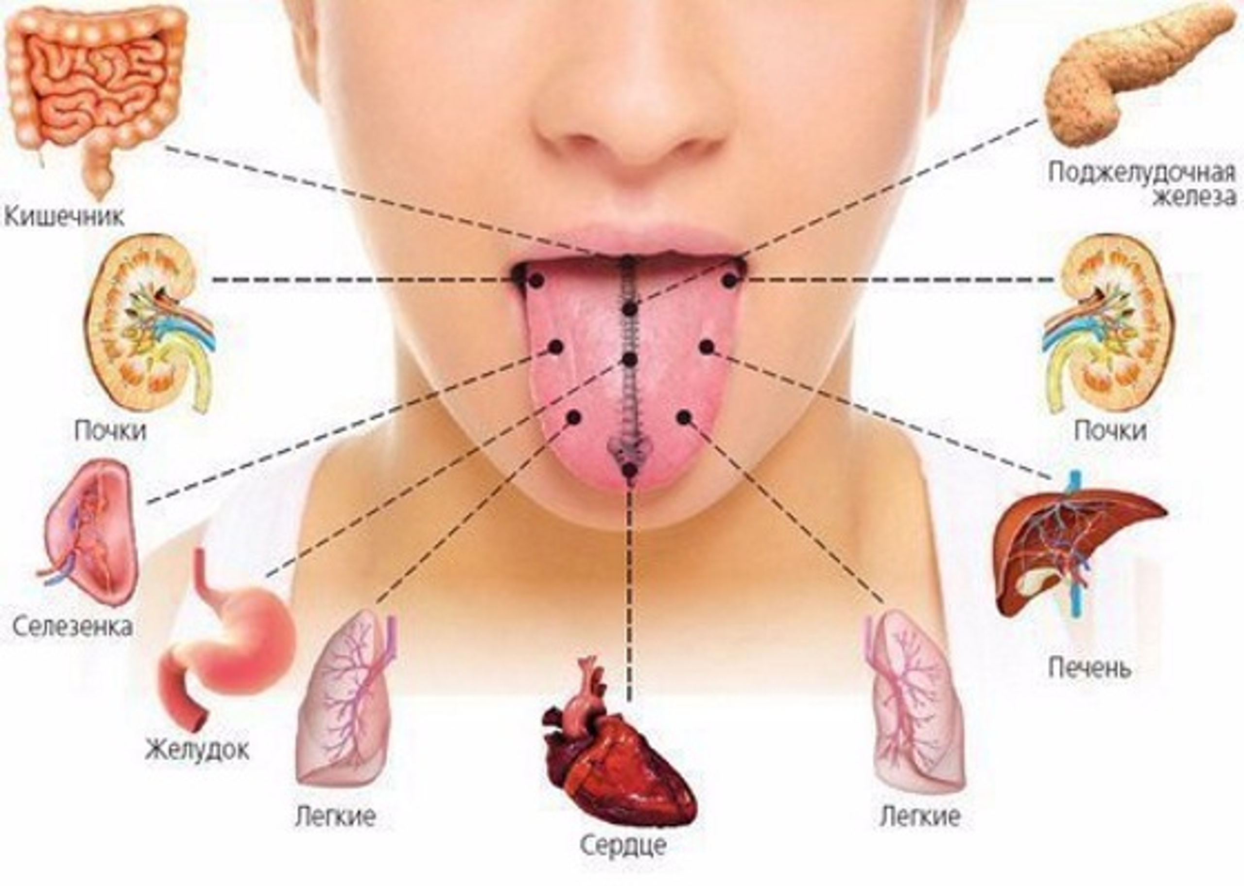 Проекция внутренних органов на языке человека