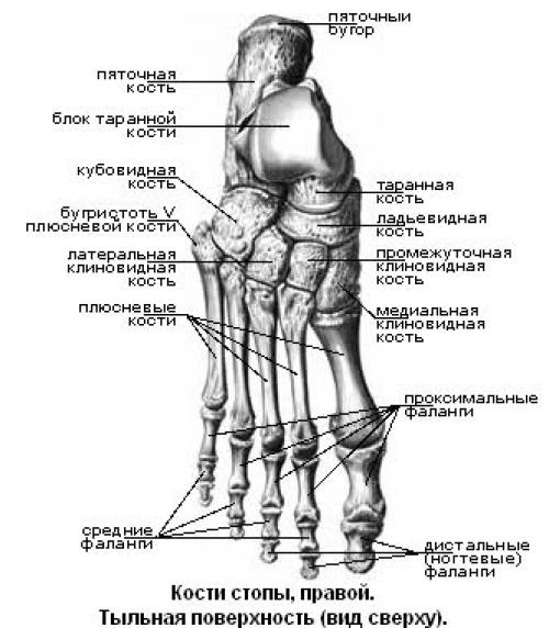 Кости человека функции. Функции скелета 02